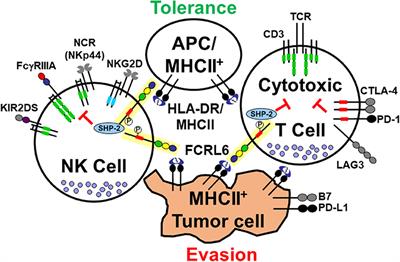 Roles for the FCRL6 Immunoreceptor in Tumor Immunology